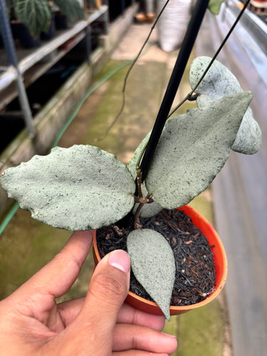 PS0903 Hoya Caudata Argene