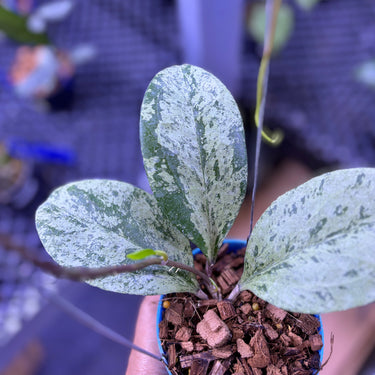 Hoya Michelle