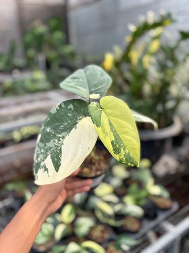 Syngonium Chiapense Variegated