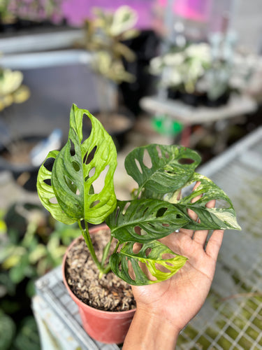 Ps10-28 Monstera Adansonii Aurea Variegated