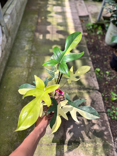 Ps10-29 Philodendron Florida Beauty