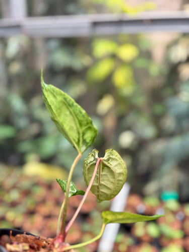 Anthurium Silver Butterfly x Muchlis Rc