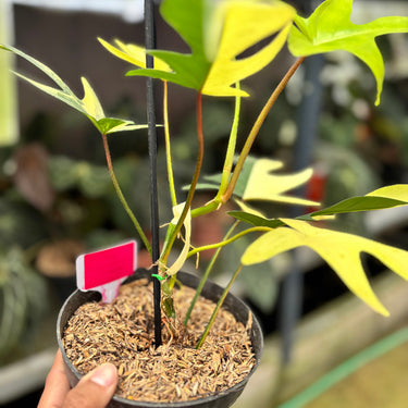 PS0922 Philodendron Florida Beauty - Halfmoon