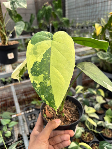 Syngonium Chiapense Variegated