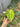 Ps10-51 Anthurium Forgetii Aus x Carla Michelle Variegated