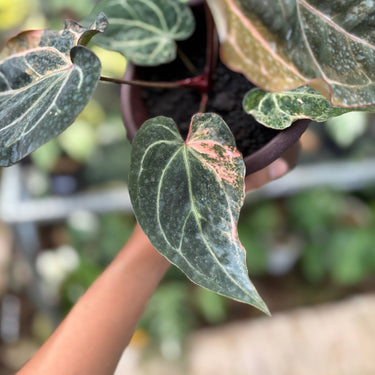 Anthurium Scarlet Moon Variegated