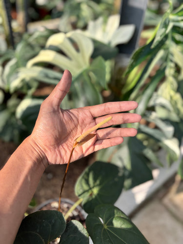 Ps10-19 Anthurium Papillilaminum x Hoffmani - Mature