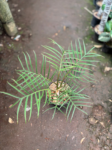 Philodendron Tortum
