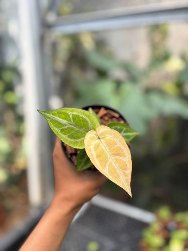 Anthurium Hope Mint x Red Kos