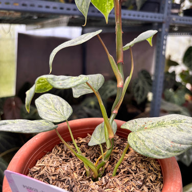 PS0919 Philodendron Sodiroi Variegated
