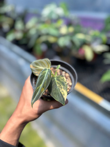 PS0955 Melano Orange Variegated