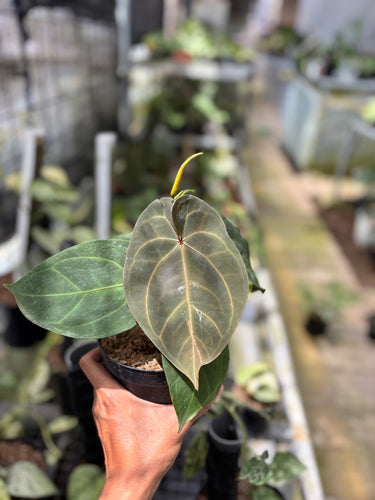 PS0936 Anthurium KOS x RC