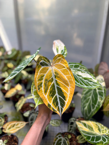 Anthurium Magna x Hellboy Variegated