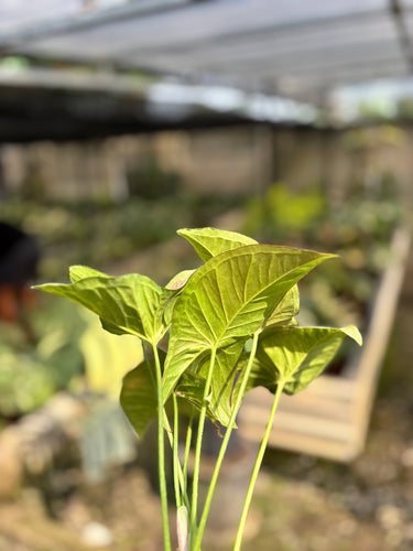 Syngonium Confetti