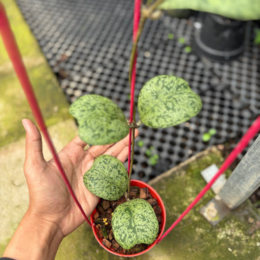 A hand holding a small potted plant with heart-shaped green leaves featuring light green variegation, growing in a red plastic pot on a greenhouse floor.