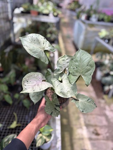 PS0937 Syngonium Green Splash - Mature