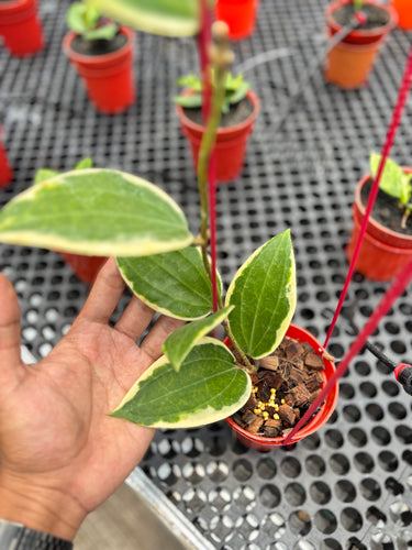 Hoya Latifolia Wasabi Albo