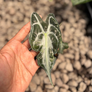 Alocasia Venom - Small