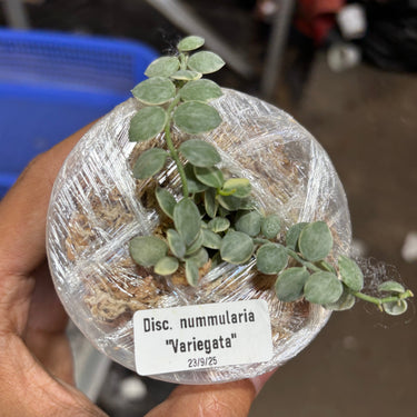 Hoya Dischidia Nummularia Variegated