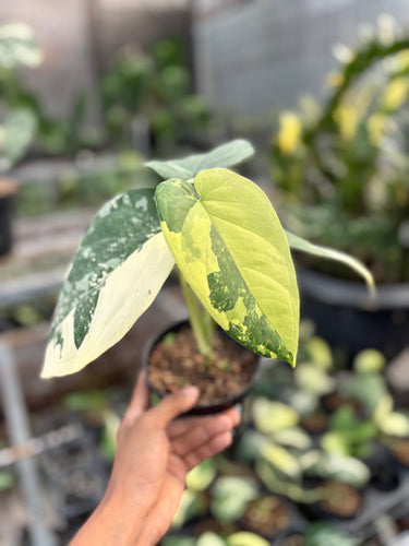 Syngonium Chiapense Variegated