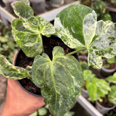 Anthurium Forgetii Variegated x Papillilaminum
