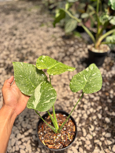 PS0941 Monstera Legacy