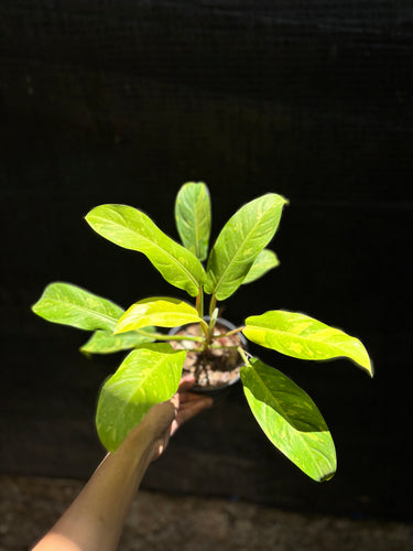 Philodendron Thai Sunrise