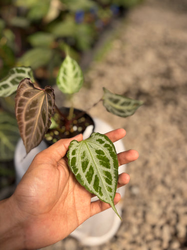 Anthurium Muchlis x Red Crystal