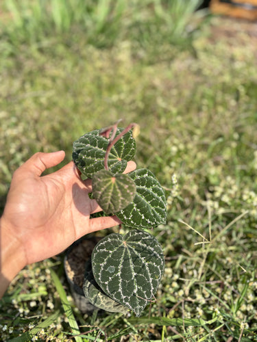 Piper Porphyrophyllum