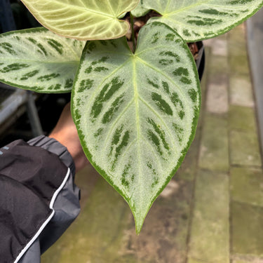 PS0911 Anthurium Silver Chrome