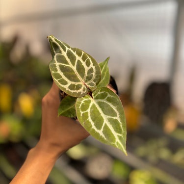 Anthurium Chocolate x Red Crystallinum
