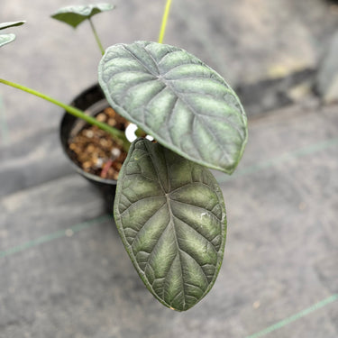 Ps10-16 Alocasia Dragon Scale