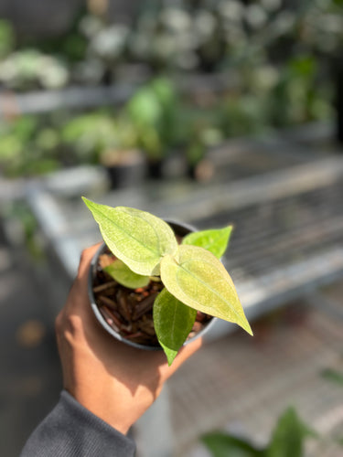 Anthurium Silver Blush White Mint Variegated - Seedling