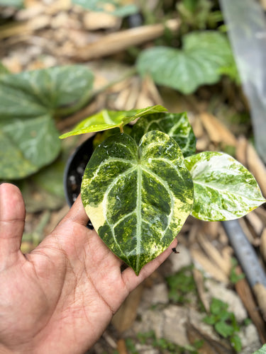 Ps10-51 Anthurium Forgetii Aus x Carla Michelle Variegated