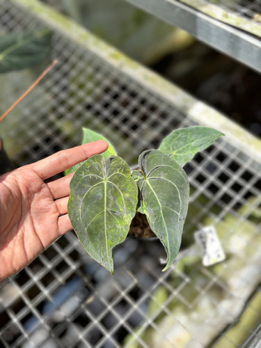 PS0935 Anthurium Forgetii x BOB Variegated