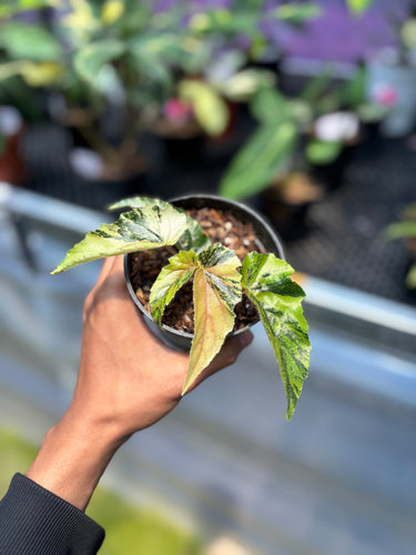 PS0953 Ginny Galaxy Variegated