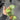 A hand holding a small potted trailing green plant with oval leaves, photographed in a nursery or greenhouse setting with a metal mesh floor and other plants blurred in the background.