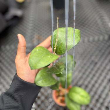 A hand holding a small potted trailing green plant with oval leaves, photographed in a nursery or greenhouse setting with a metal mesh floor and other plants blurred in the background.