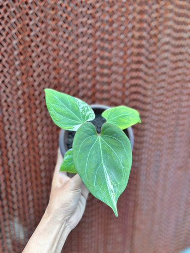 Anthurium KOS White Variegated