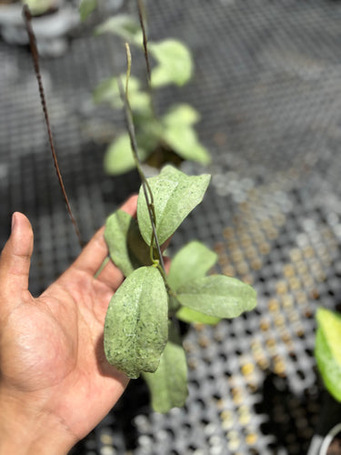 Hoya Ramona (Aff Vitellina x Callistophylla)