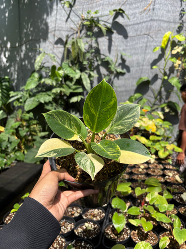 Philodendron Birkin Variegated