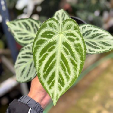 PS0907 Anthurium Silver Blush