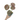 Hoya latifolia sp sarawak (Pre Order)