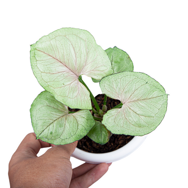 Syngonium allusion mango