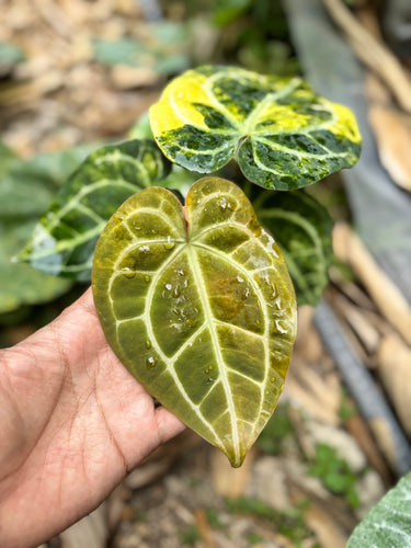 Ps10-52 Anthurium Forgetii Aus x Carla Michelle Variegated
