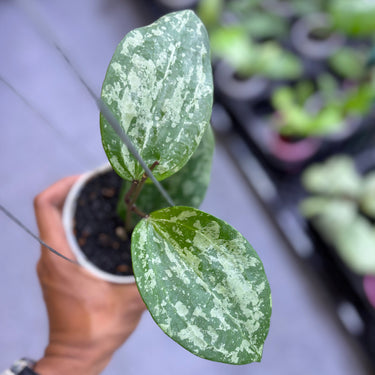 Hoya Latifolia Cianjur