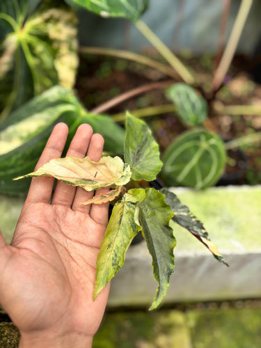 PS0951 Ginny Galaxy Variegated