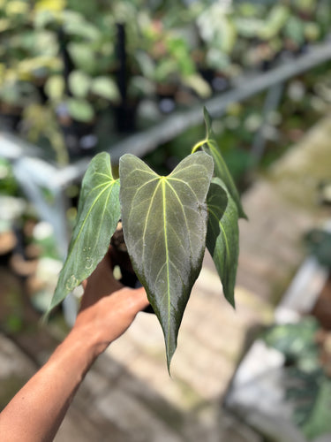 Ps10-33 Anthurium Papillilaminum x Porti