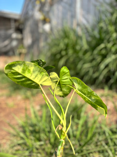 Philodendron Burle Marx Variegated