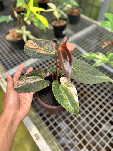Anthurium Black Venom x RVDP Variegated
